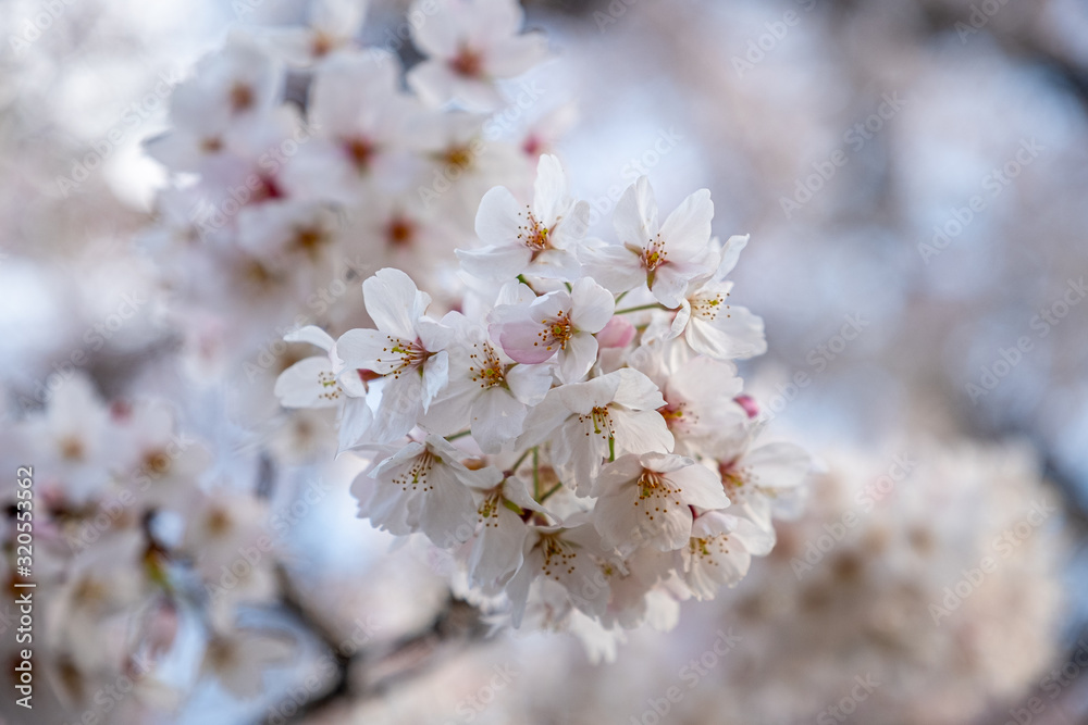 Japanese cherry blossom (prunus serrulata) in full bloom with a blurred background 