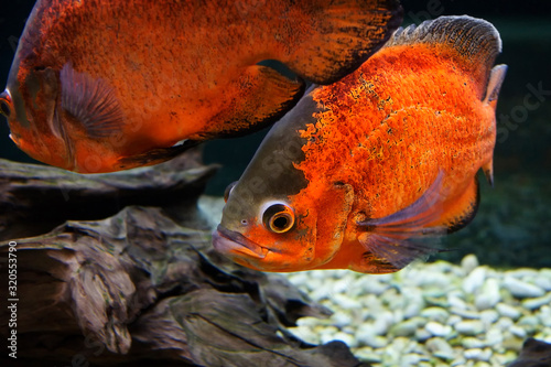 A pair of red fish swim in the aquarium