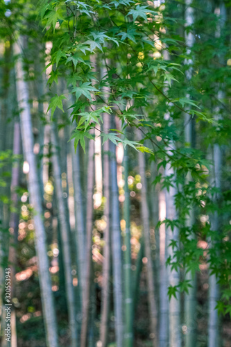 Green maple leaves in front of a bamboo forest