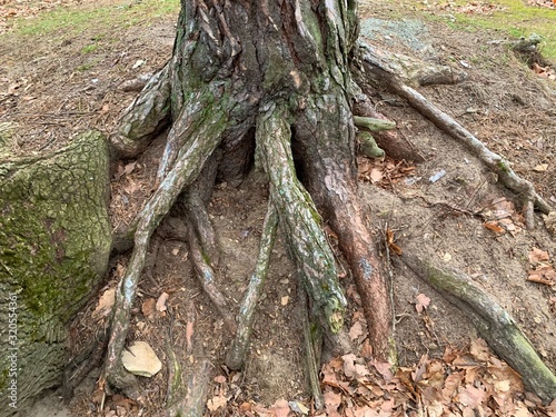 Huge roots of an old tree in a green forest. Open roots of a large plant. The root system above the ground.