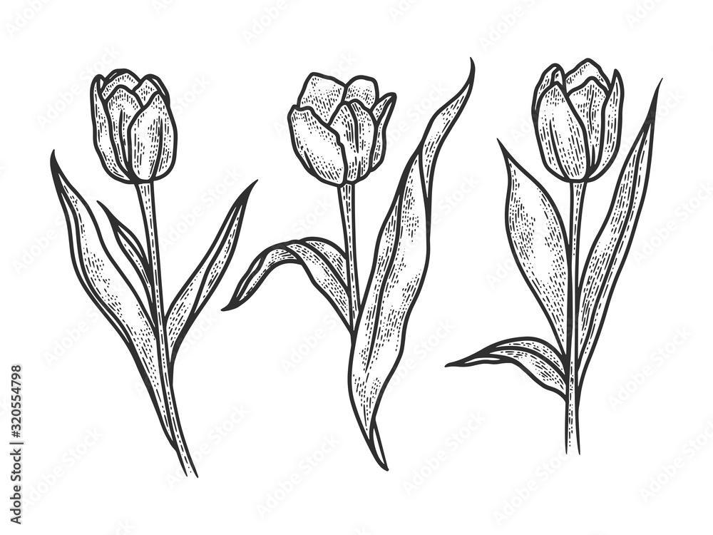 Fototapeta Tulip flowers sketch engraving vector illustration. T-shirt apparel print design. Scratch board imitation. Black and white hand drawn image.