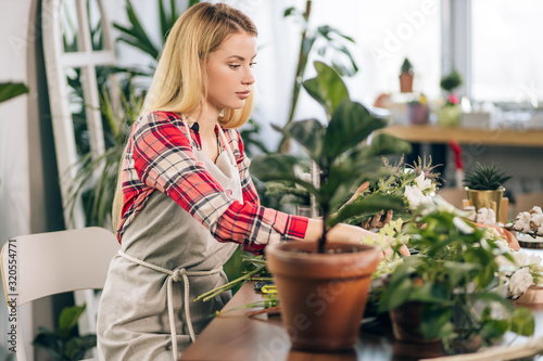 young beautiful lady florist at her own floral shop taking care of flowers, wearing red casual shirt and apron, female with blond hair surrounded by green plants