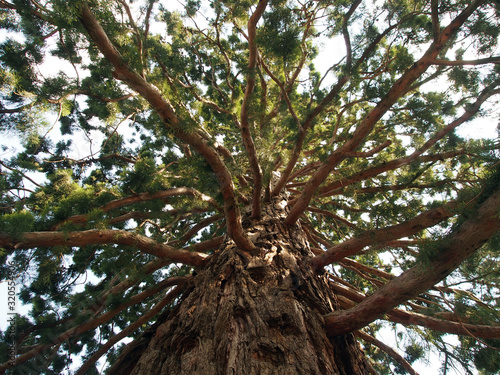 Sequoia, thick green crown on a powerful trunk, view from the bottom. The concept of nature diversity.