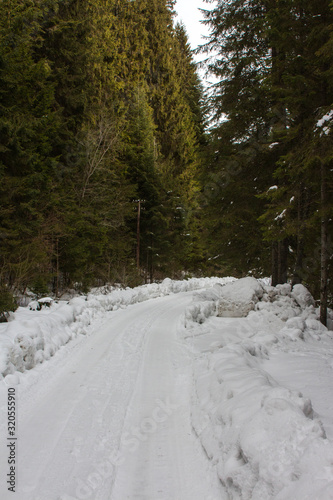Forest road in the winter Carpathian Mountains. The path to the highest mountain of Ukraine-Hoverla