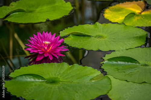 A closeup photo of a pink waterlily in a pond with room for text
