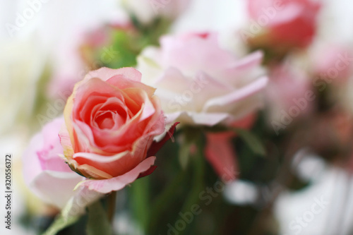Pink rose soft blur texture background   for valentine s day background