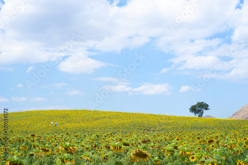 Beautiful blue sky with white cloud and the biggest Sunflower field in Korat , Thailand.