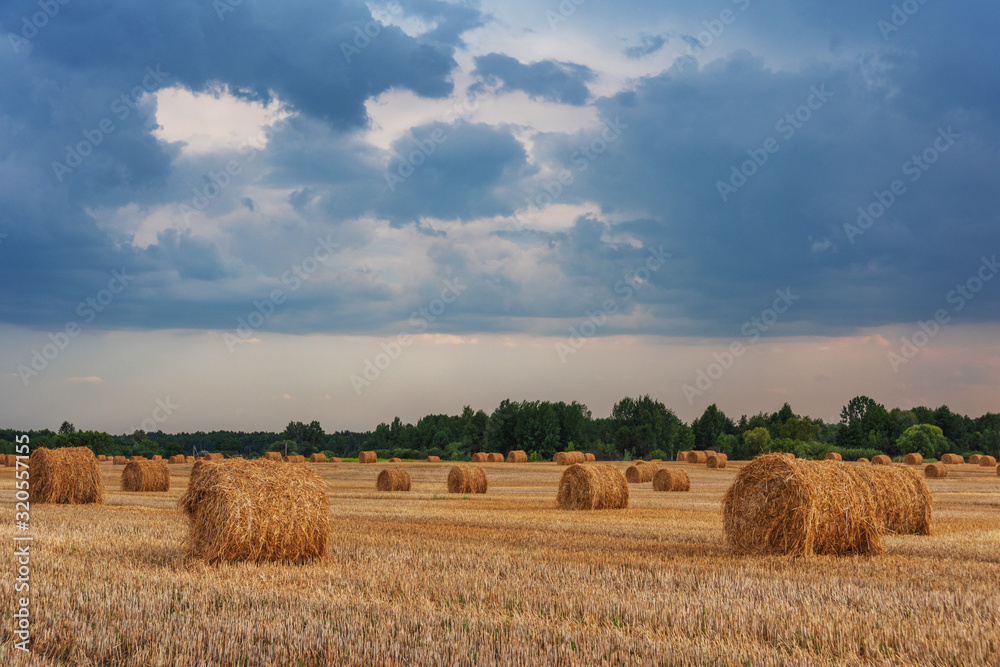 Harvesting on wheat fields in summer