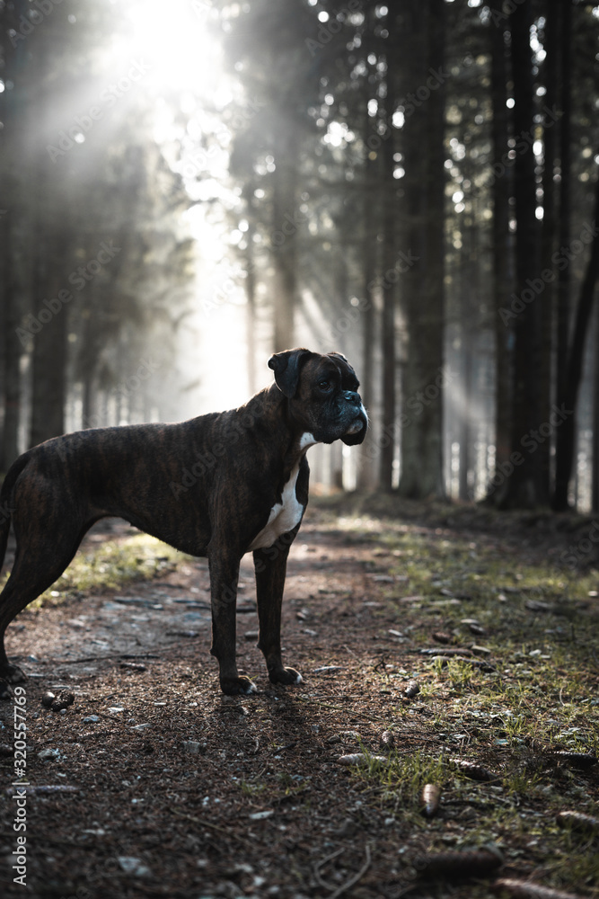 Boxer Hund auf einer Lichtung stehend vor einem lichtdurchflutetem Wald