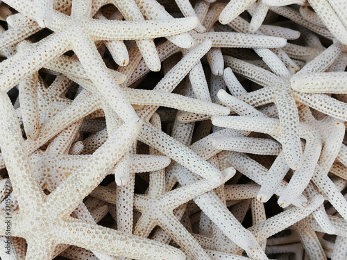 sea star collection texture