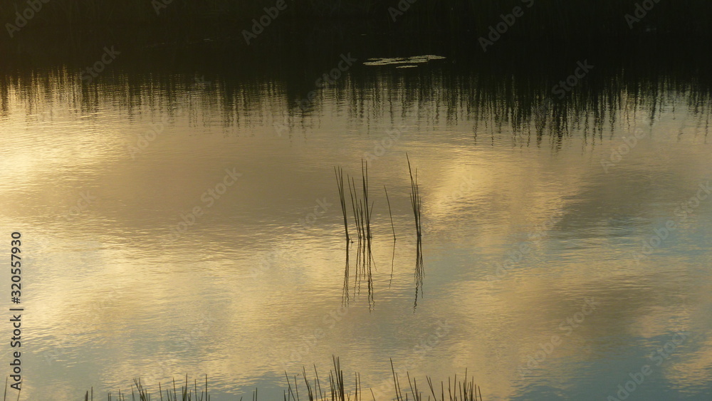 reflection of trees in water reflection of trees in water