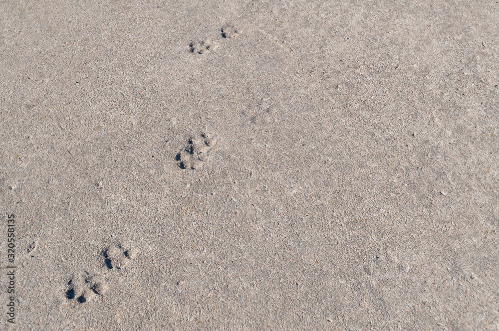 Animal footprints imprinted on a concrete surface Animal footprints imprinted on a concrete surface