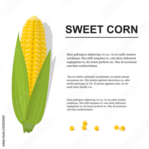 Brochure with sweet golden corn cobs and grains