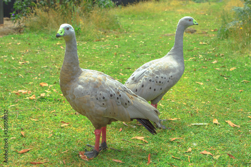 Two Cape Barren Goose, Cereopsis novaehollandiae, standing on a green lawn. It is a large goose resident in southern Australia. photo