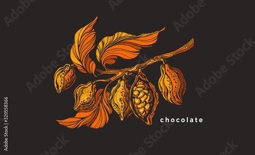 Vector of cocoa tree. Tropical symbol