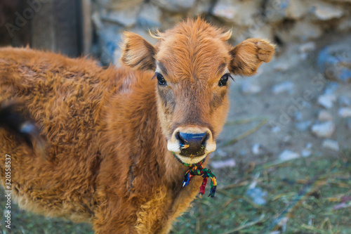beautiful calf in the mountain village of Tajikistan