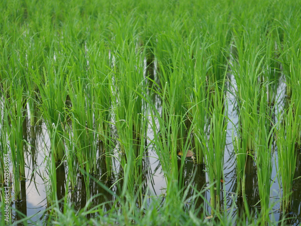 Fototapeta premium Rice paddy in Asia