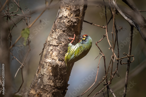 A Coppersmith barbet, Crimson-breasted barbet , Megalaima haemacephala, busy pecking the truck of a tree photo