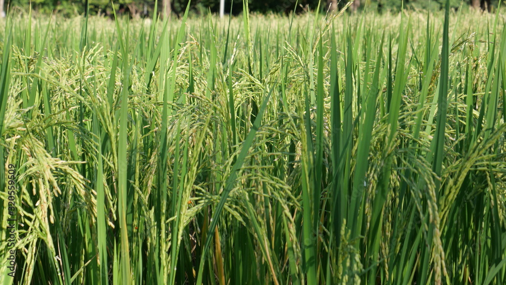 Growing rice in paddy in Asia
