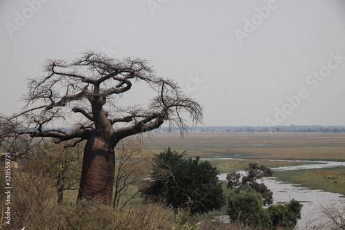 duży baobab stojący wśród traw na afrykańskiej sawannie © KOLA  STUDIO