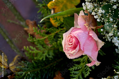 fading pink rose blossom with dew drops on a grave arrangement in front of a dark background