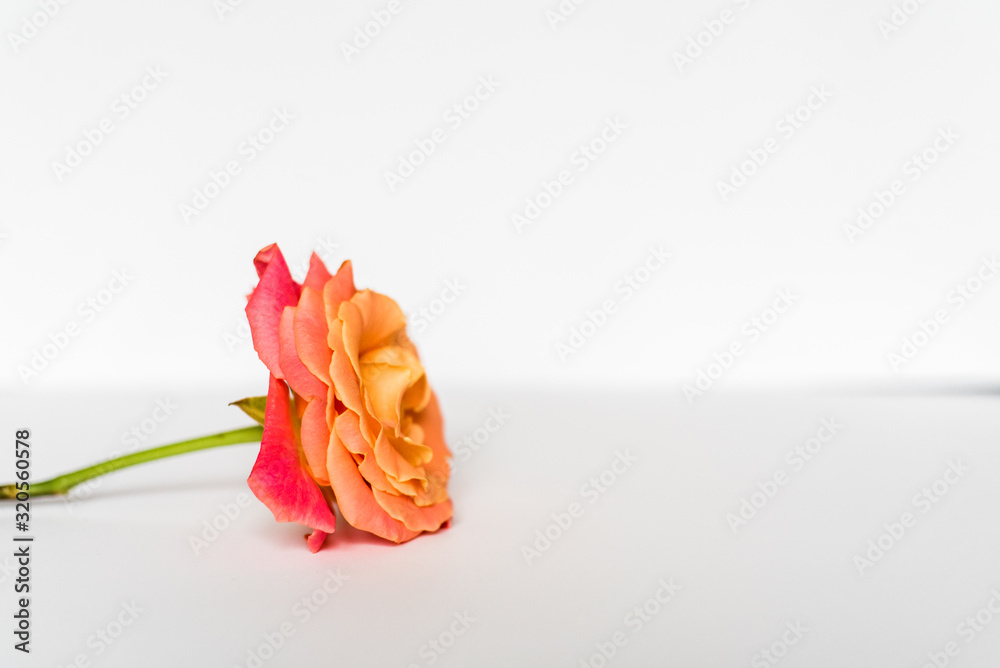 The Orange Rose isolated on white background
