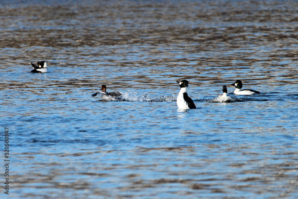 Naklejka premium Goldeneye Drake 