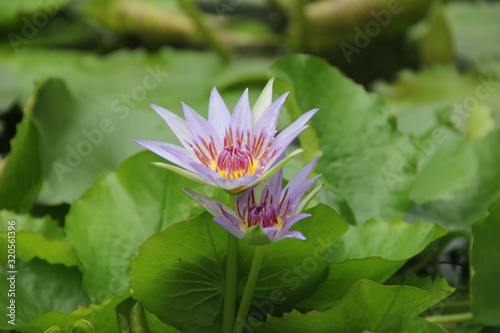 wild blue lotus   Nymphaea caerulea  blue lotus  rare lotus  blooming lotus  swamp plant   pond plant