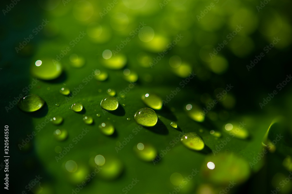 The dew drops on the leaves are not green