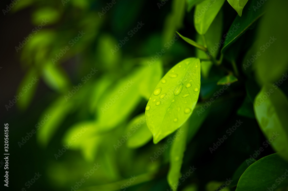 Green tea leaves, young shoots that are beautiful Green tea leaves, young shoots that are beautiful