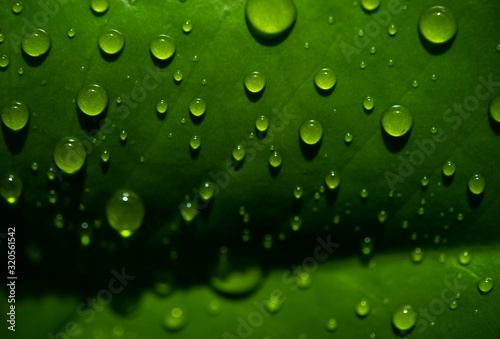 The dew drops on the leaves are not green