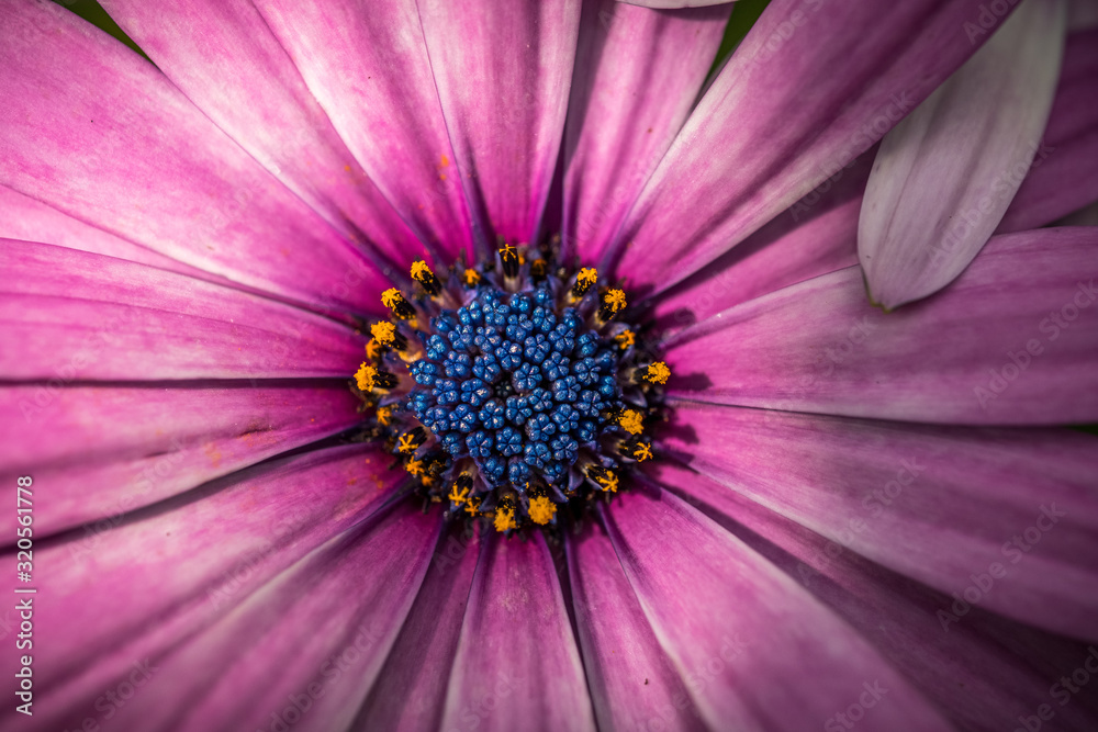 A macro photo of a bright pink cape marguerite flower A macro photo of a bright pink cape marguerite flower