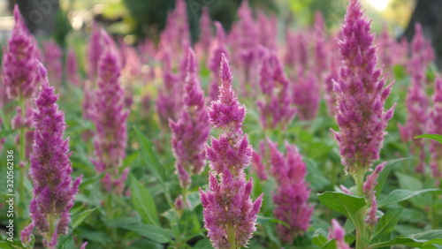 Beautiful flowers in the park