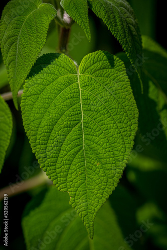 Green heart-shaped textured leaf