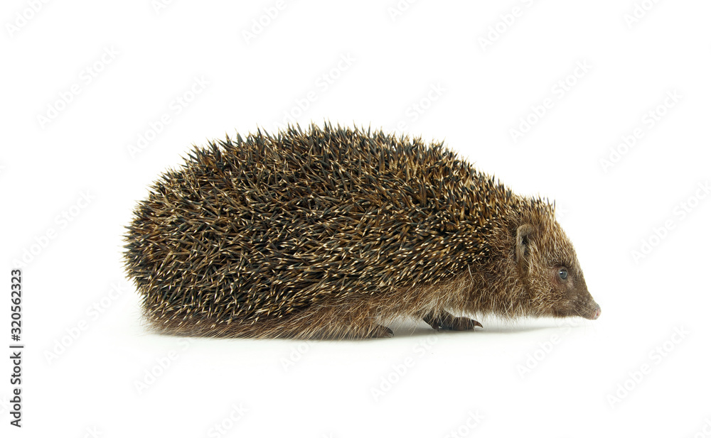 Hedgehog isolated on a white background Hedgehog isolated on a white background