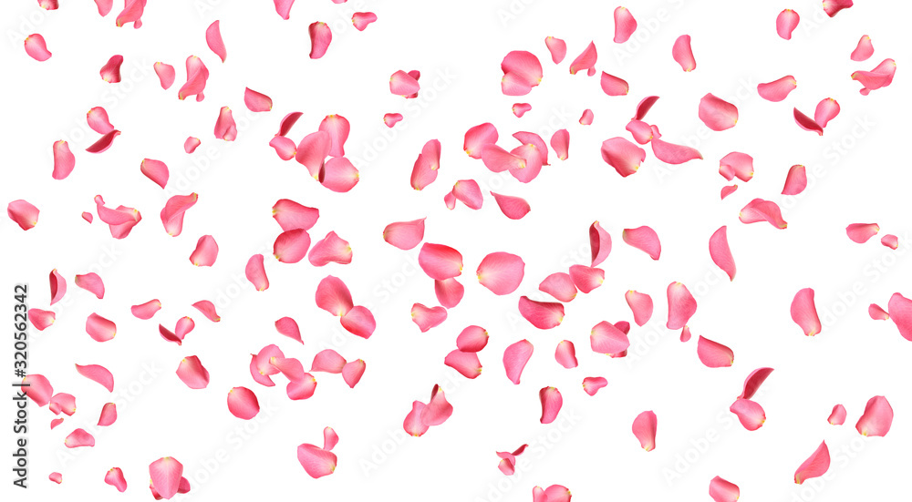 Flying fresh pink rose petals on white background Flying fresh pink rose petals on white background