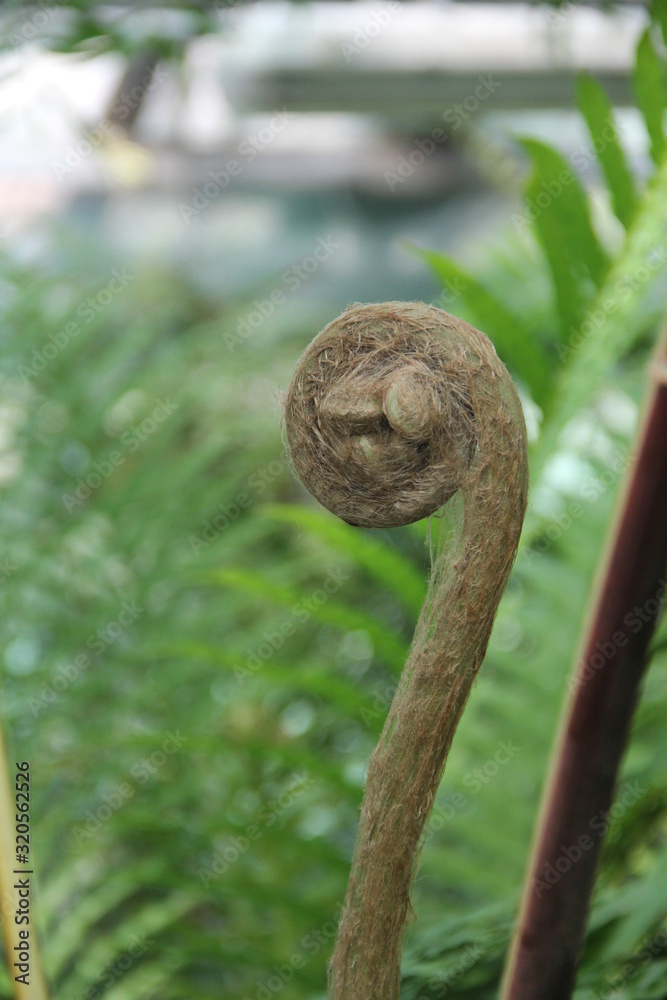 fern shoots, Spiral fern leaf, fern macro shot, Spiral fern frond, fern leaves, Fractal Spirals fern shoots, Spiral fern leaf, fern macro shot, Spiral fern frond, fern leaves, Fractal Spirals