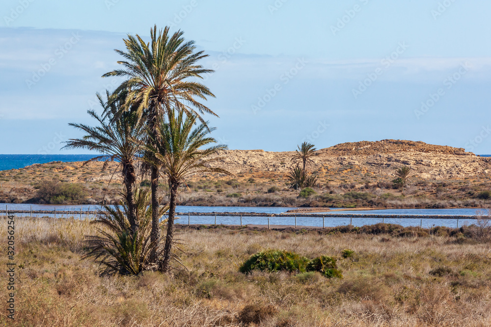 Picturesque palm trees against the background of salty lakes on the coast of the Mediterranean Sea in the Calblanque Regional natural Park, Murcia, Spain