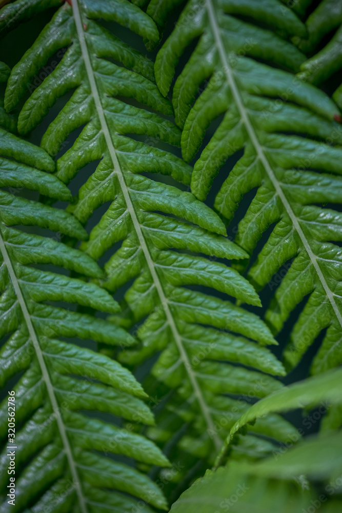 A closeup photo of vibrant and textured green fern leaves A closeup photo of vibrant and textured green fern leaves