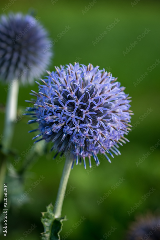 A vibrant closeup photo of a blue globe thistle (echinops bannaticus) with a blurred green background A vibrant closeup photo of a blue globe thistle (echinops bannaticus) with a blurred green background