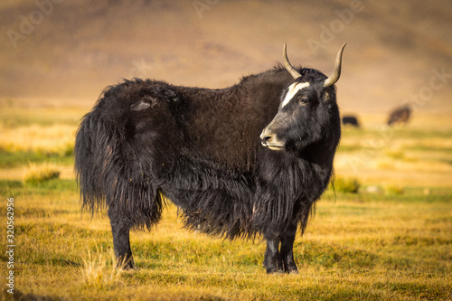wild yak on pasture in the Pamir Mountains