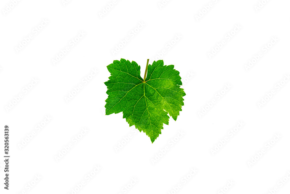 Fototapeta premium Fresh green grape leaves isolated on white background.