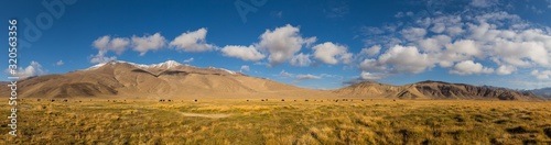 Panorama of mountain pastures with wild yakas in the Pamir mountains in Tajikistan, on the border with Avganistan
