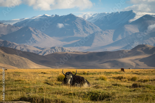 wild yak on pasture in the Pamir Mountains © nelasova