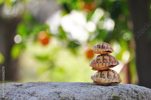 Empty baby turtle shell on natural background © Tayfun