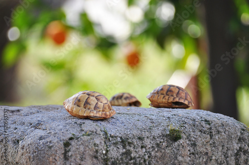 Empty baby turtle shell on natural background