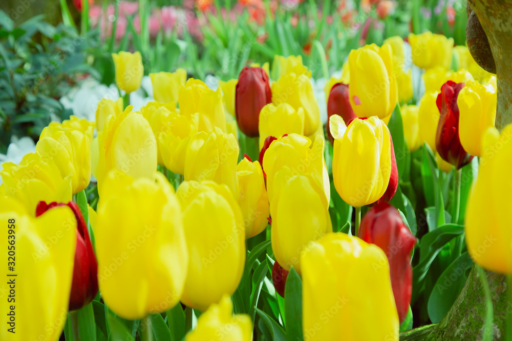 Obraz premium Tulip flowers in garden nature background