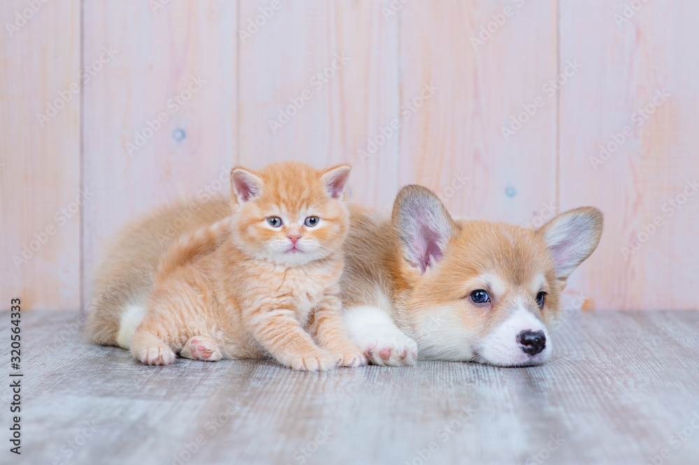 Red-haired Corgi puppy and red-haired tabby kitten of British breed lie nearby on the floor at home