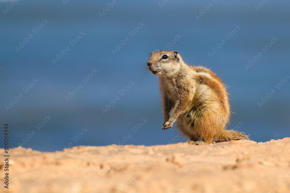 ground squirrel close up on a deserted beach near the ocean ground squirrel close up on a deserted beach near the ocean