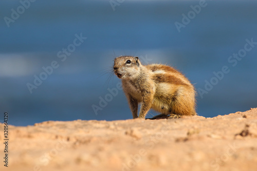 Screaming ground squirrel guarding his home